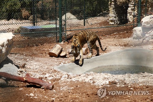 '알레포 난민' 호랑이 "새 집에서 적응 중"
