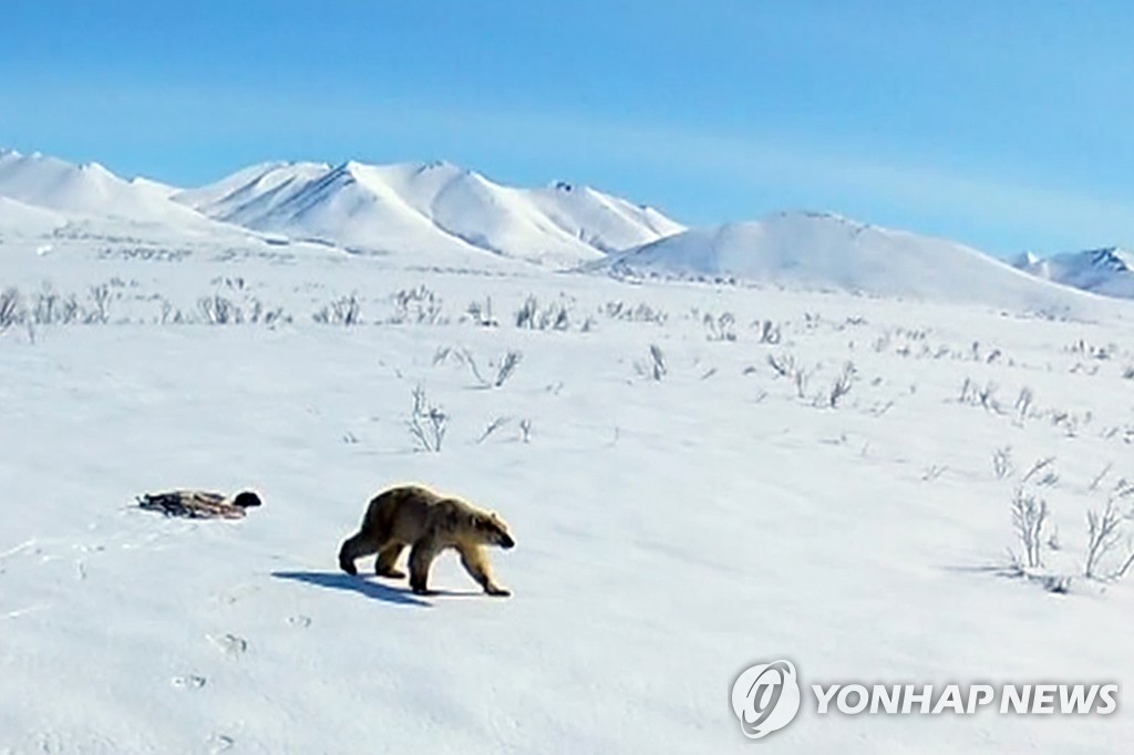 700km 걸어 러시아 마을에 출현한 북극곰…헬기로 원래 서식지 돌려보내