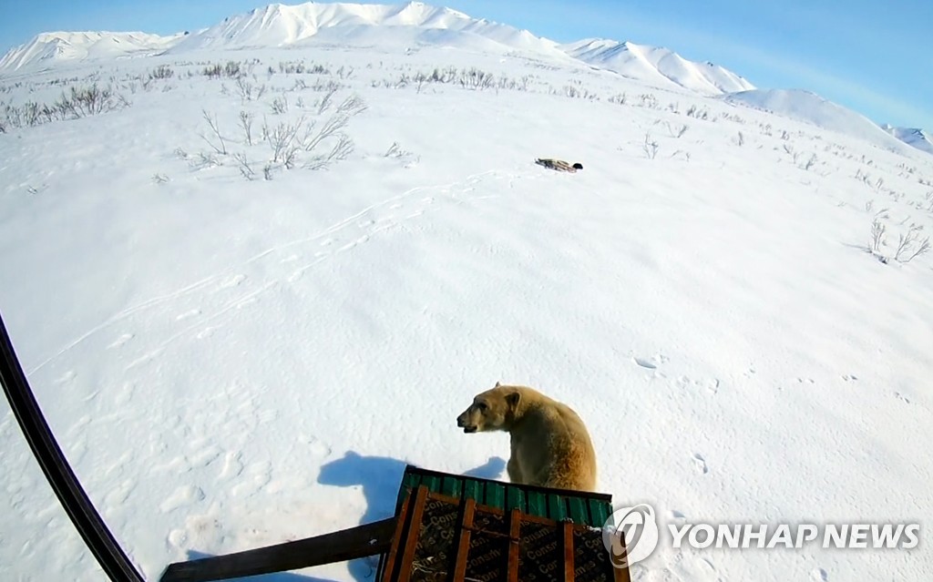 Russia Polar Bear's Journey