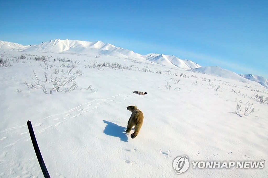 Russia Polar Bear's Journey