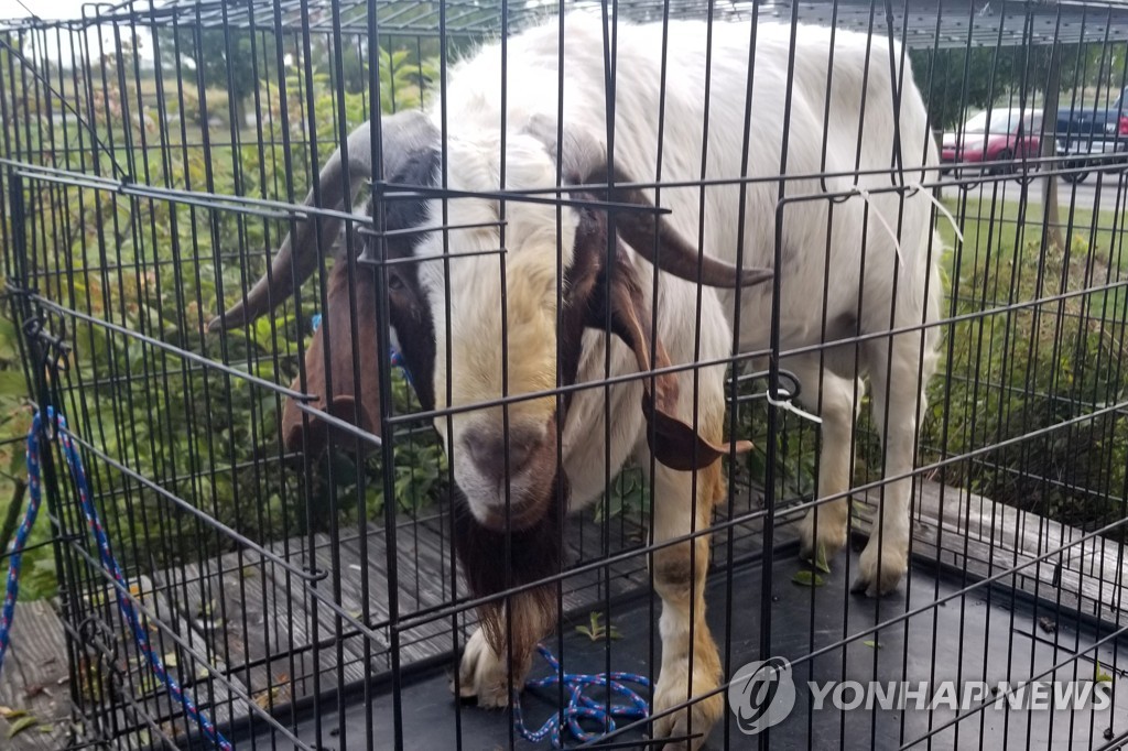 ODD Goat Break-In