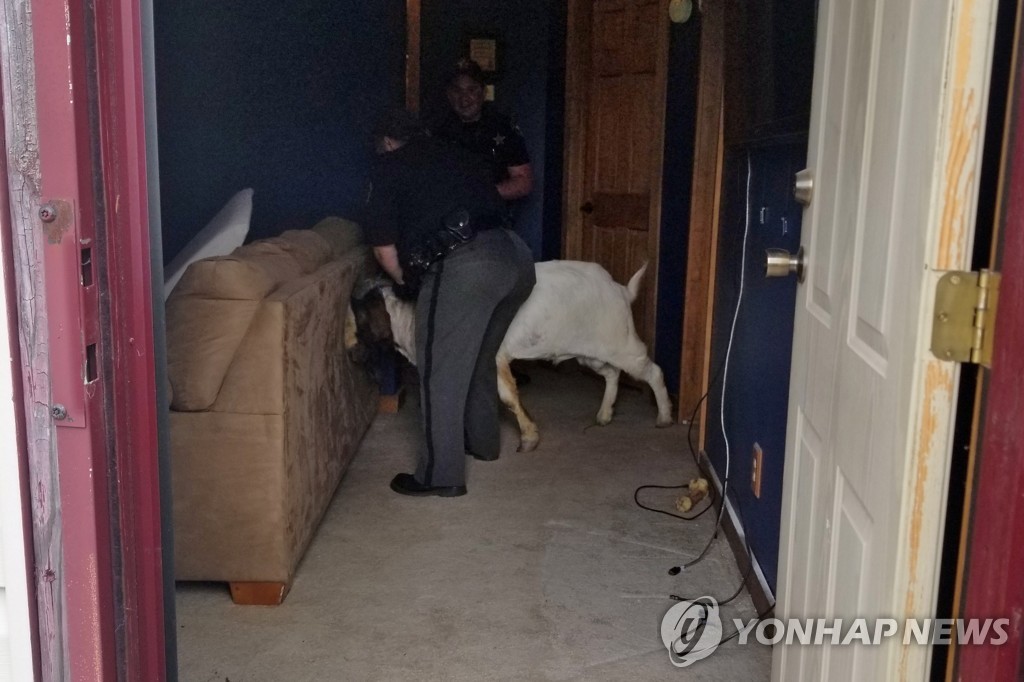 ODD Goat Break-In