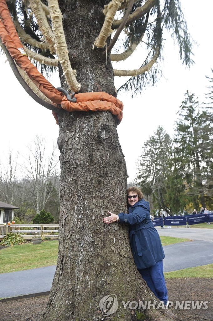 2019 Rockefeller Center Christmas Tree Cutting in Florida, NY