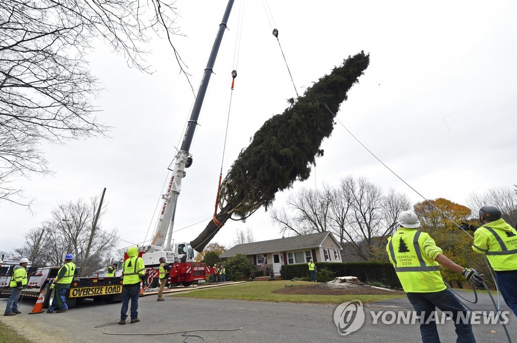 ′올해 크리스마스 트리는?′…록펠러센터 크리스마스 트리용 나무 옮겨