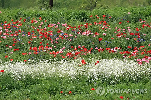 양귀비