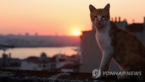 '고양이 케디'