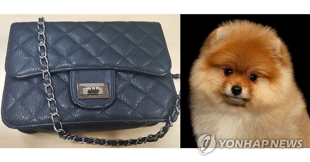 손가방 속 애완견 쳐다보다 코 물려…견주 277만원 배상