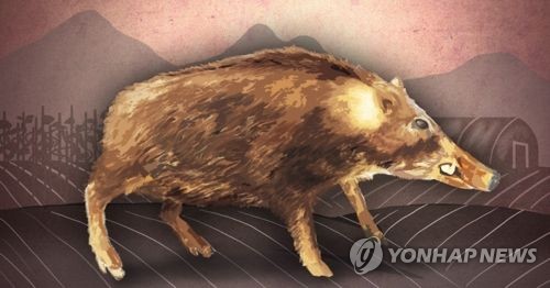 벨기에 야생 멧돼지에서 아프리카돼지열병 바이러스 확인 (PG)