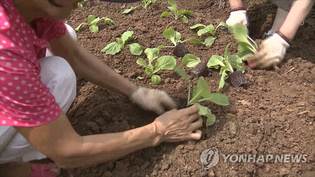 모종심기