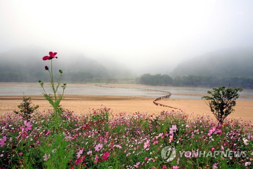 영주 무섬마을 외나무다리