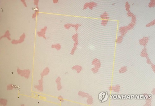 대장균