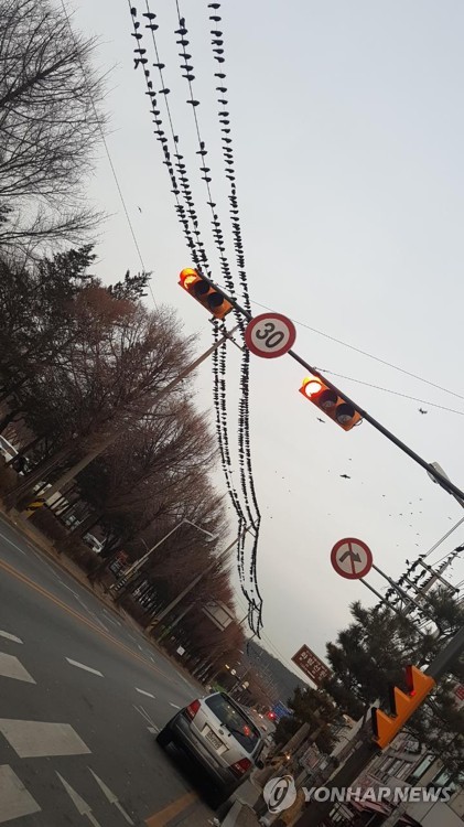 안산 일동 식물원사거리의 까마귀 떼
