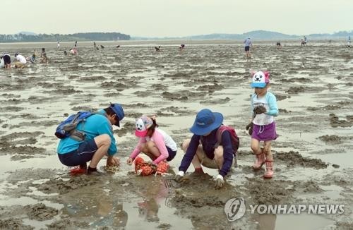 고창갯벌 바지락 캐기