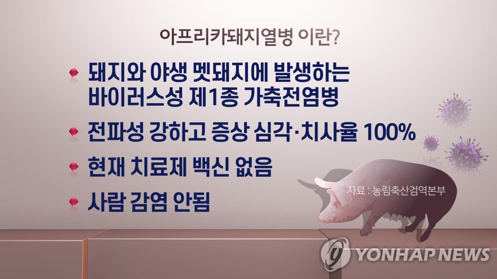 아프리카돼지열병이란 (CG)
