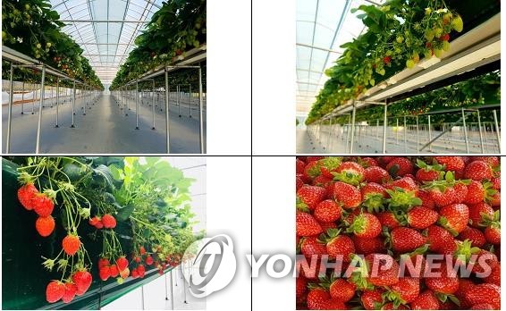 딸기체험농장