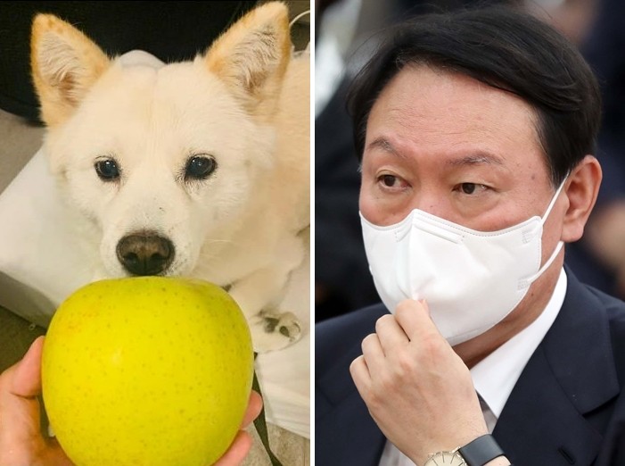 This compilation image shows Yoon Seok-youl, a presidential contender of the main opposition People Power Party, and a photo of his dog Tory being given an apple, which was posted on Instagram on Oct. 21, 2021, and later deleted. (PHOTO NOT FOR SALE) (Yonhap)