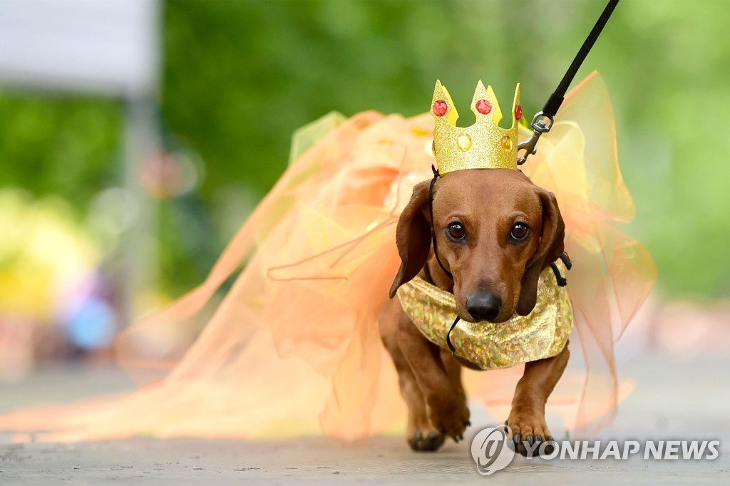 RUSSIA-ANIMAL-DACHSHUNDS-PARADE
