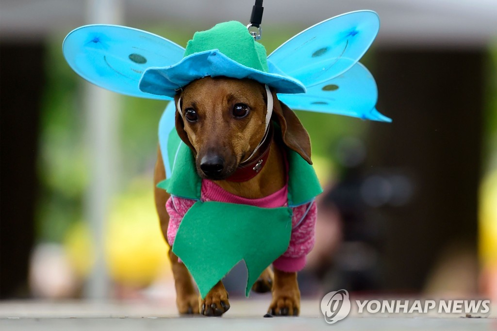 RUSSIA-ANIMAL-DACHSHUNDS-PARADE