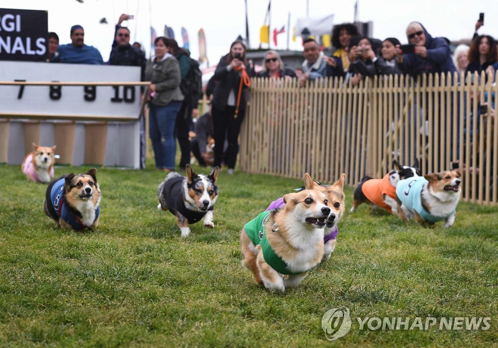 US-DOGS-RACE-CORGI