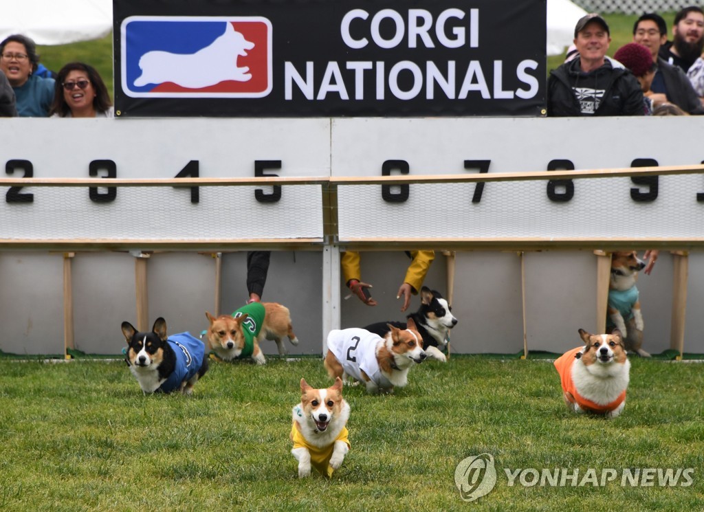 US-DOGS-RACE-CORGI