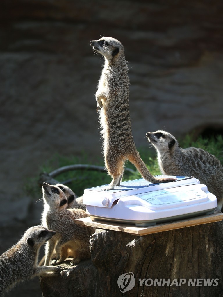 BRITAIN-ANIMALS-ZOO