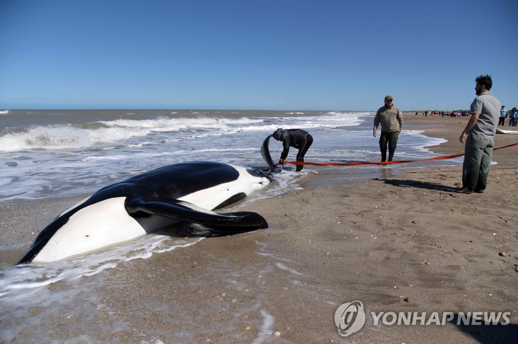 ARGENTINA-KILLER WHALES