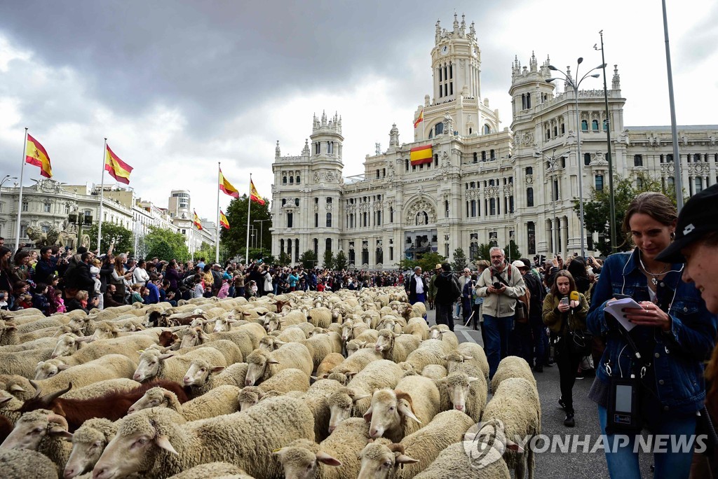 SPAIN-TRADITION-ANIMALS-TRANSHUMANCE-SHEEP