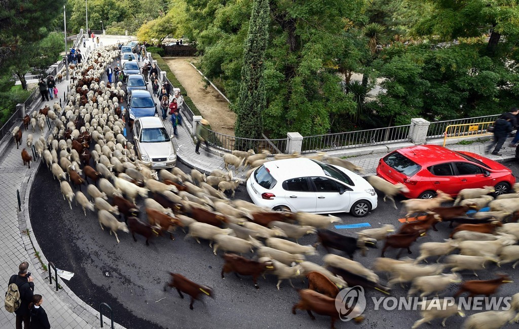 SPAIN-TRADITION-ANIMALS-TRANSHUMANCE-SHEEP