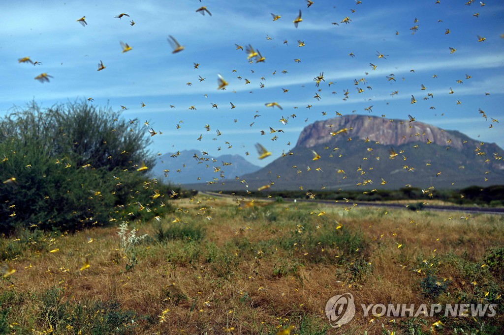 KENYA-CLIMATE-LOCUST-NATURE