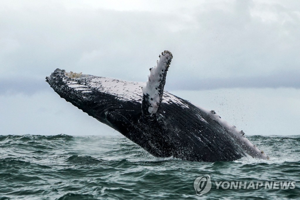 혹등고래 자료사진
