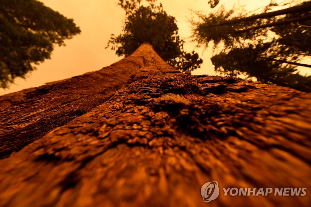US-CLIMATE-FIRE-CALIFORNIA-SEQUOIA