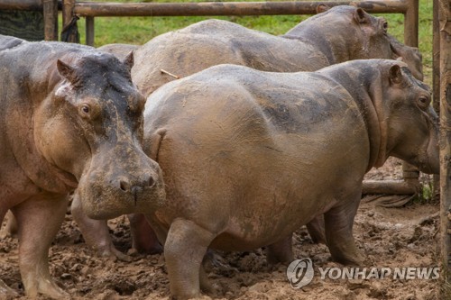 콜롬비아 마약왕의 하마 중성화