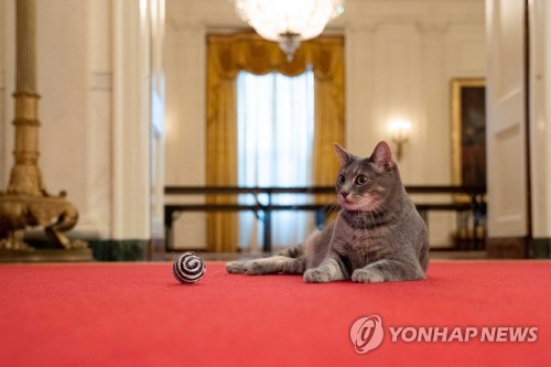 바이든 대통령의 고양이 '윌로'