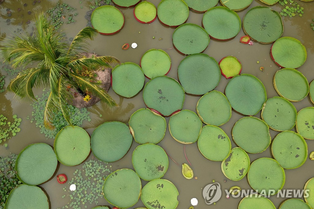 BOLIVIA-WATER LILY-GUINNESS-RECORD