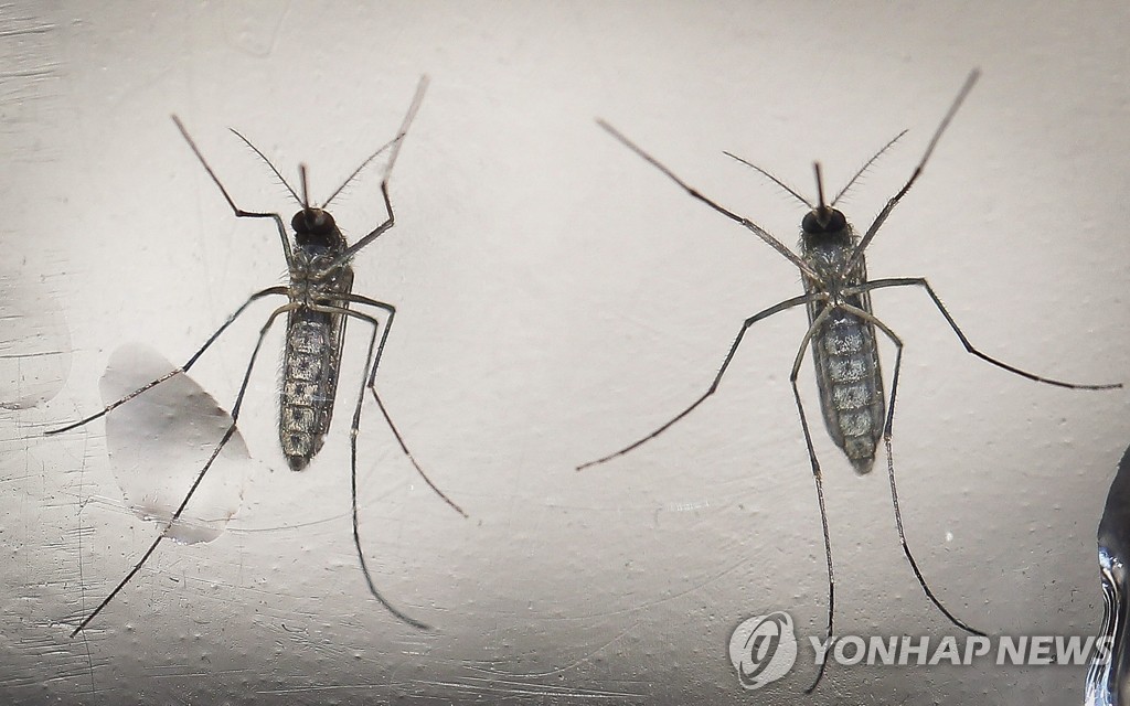 지카바이러스 유발하는 이집트 숲모기