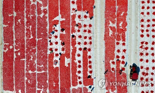 터키 이즈미르의 토마토 건조장