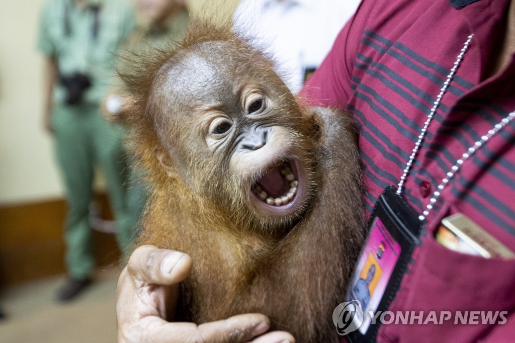INDONESIA ORANGUTAN SMUGGLING