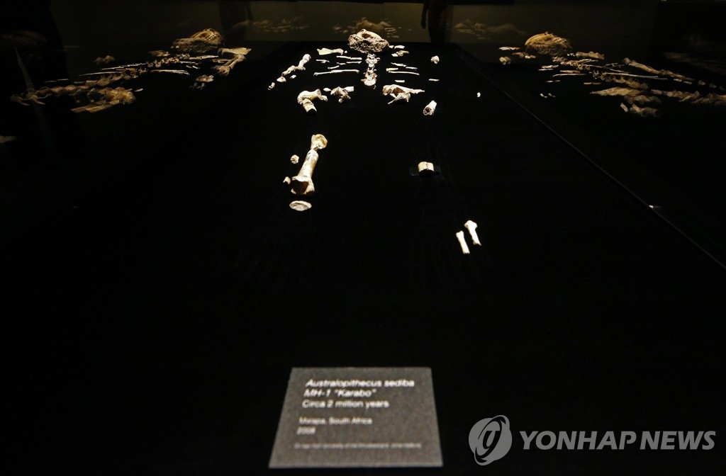 USA PEROT MUSEUM EXHIBIT ORIGINS FOSSILS FROM THE CRADLE OF HUMA