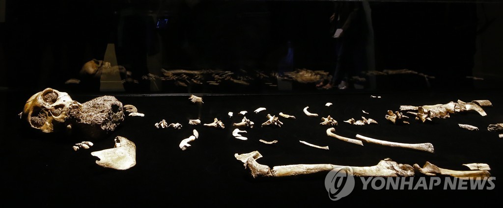 USA PEROT MUSEUM EXHIBIT ORIGINS FOSSILS FROM THE CRADLE OF HUMA