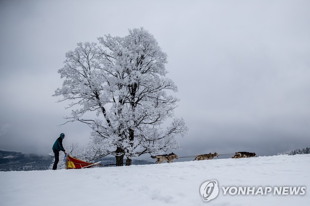 CZECH REPUBLIC PHOTO SET DOG SLED RACE