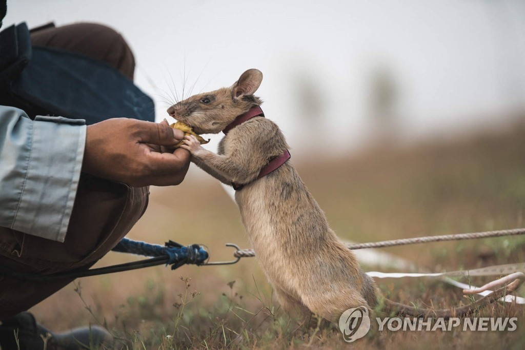 CAMBODIA LAND MINES RAT