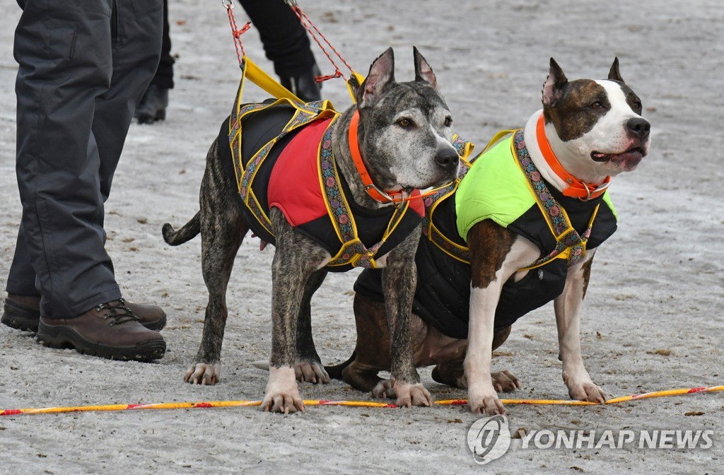 Sled dog racing in Abakan, Russia