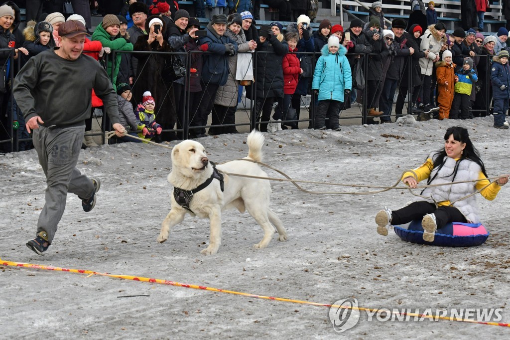 Sled dog racing in Abakan, Russia