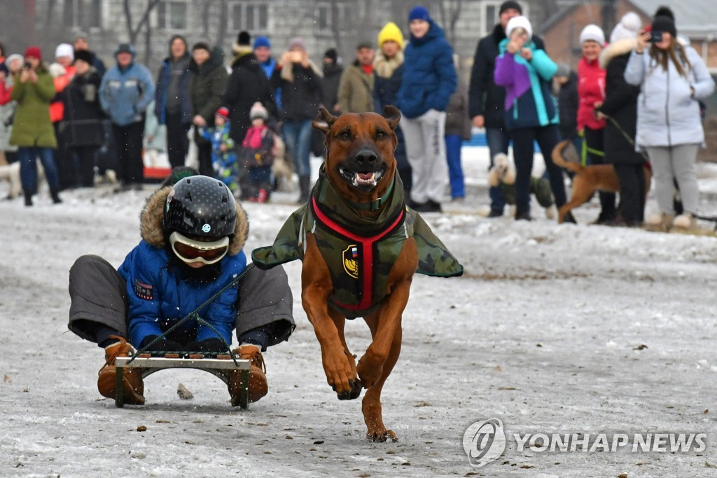 Sled dog racing in Abakan, Russia