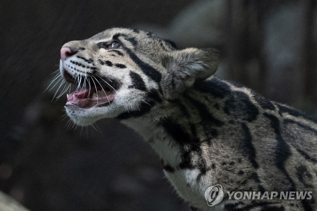 CLOUDY LEOPARDS ZOO