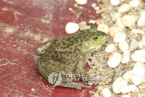 황소개구리