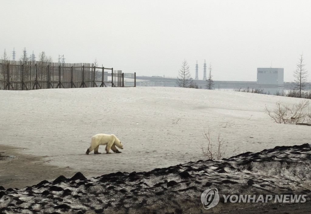 RUSSIA-POLAR BEAR/
