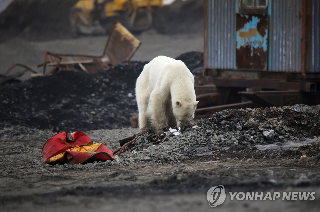 RUSSIA-POLAR BEAR/