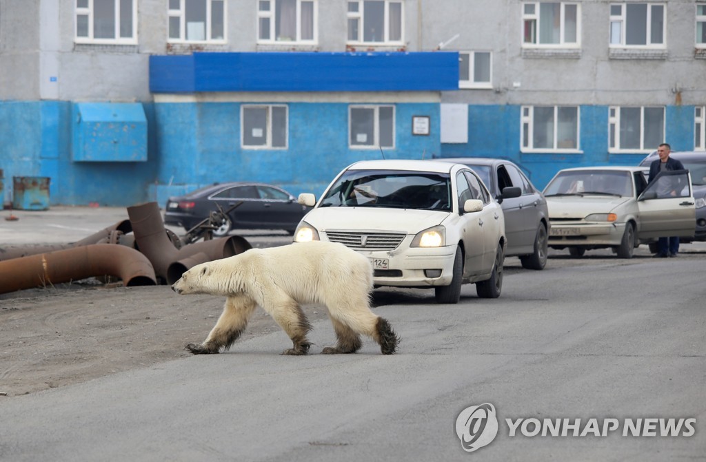 ′도심 한복판의 북극곰′…러시아 산업도시 노릴스크서 북극곰 발견