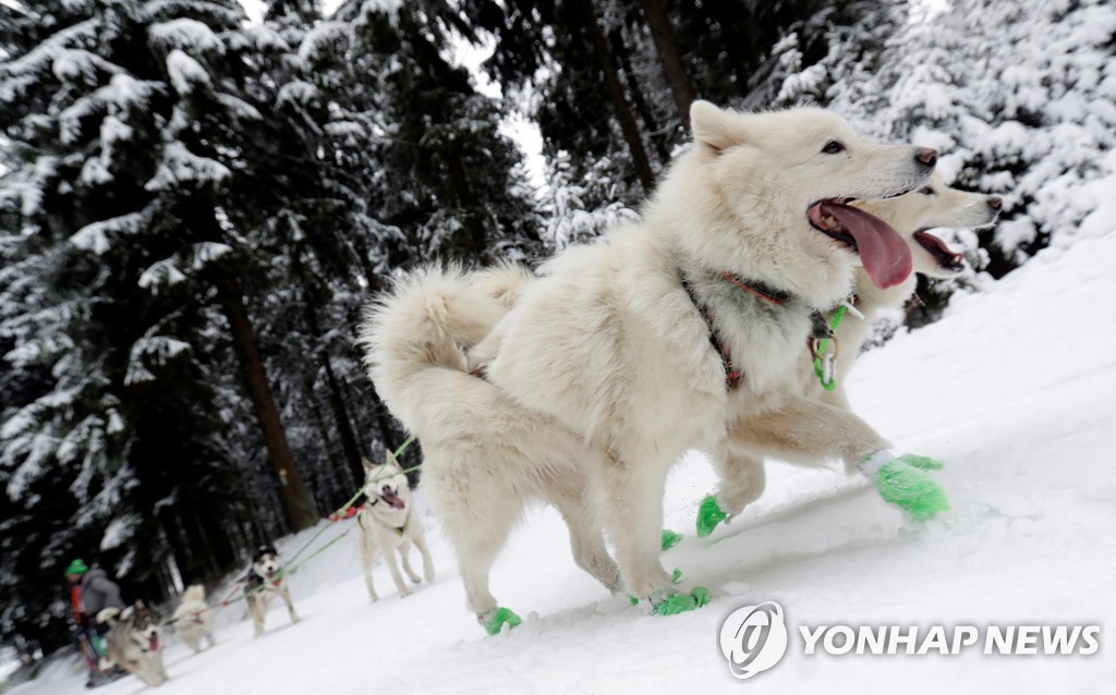 CZECH-DOGSLED/